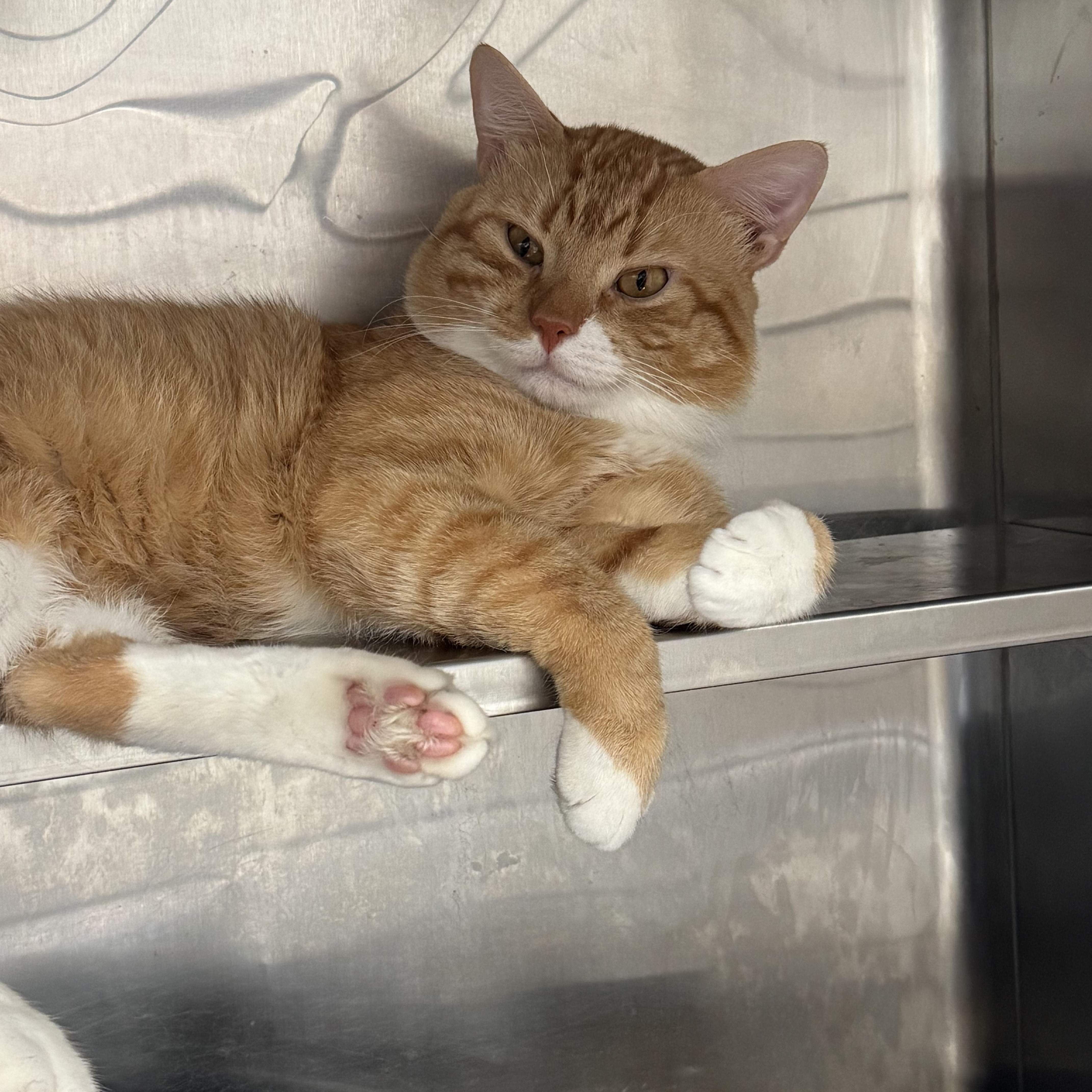 Linus, Adoptable, Adult Male American Shorthair.