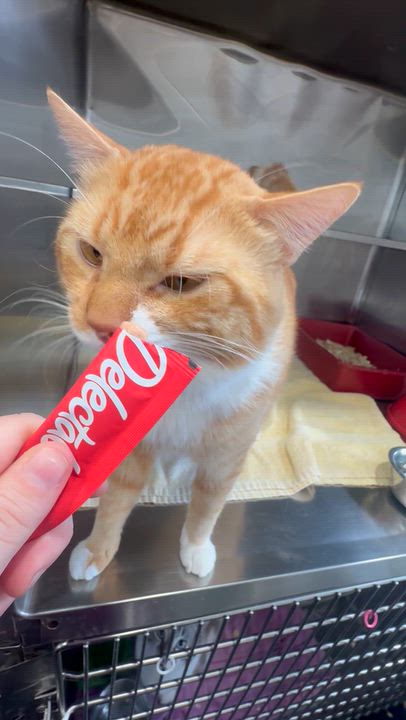 Enlarge Linus, a Adoptable American Shorthair in East Orange, NJ video 3/3