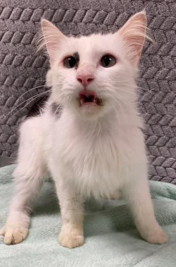 Pecan, Adoptable, Adult Female Domestic Medium Hair & Domestic Short Hair.