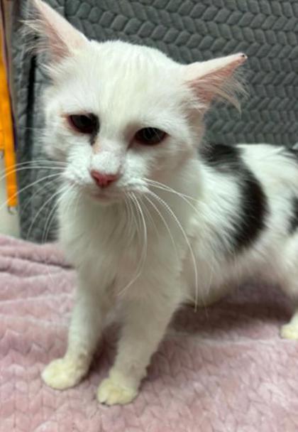 Pecan, a Adoptable mixed breed in Lampasas, TX image 2/2