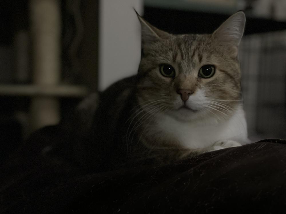 Chester, Adoptable, Adult Male Domestic Short Hair.