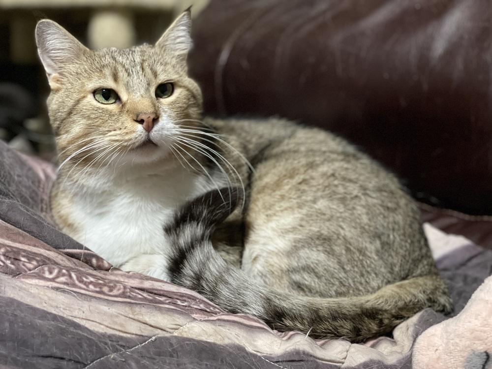 Enlarge Chester, a Adoptable mixed breed in Olyphant, PA image 2/6