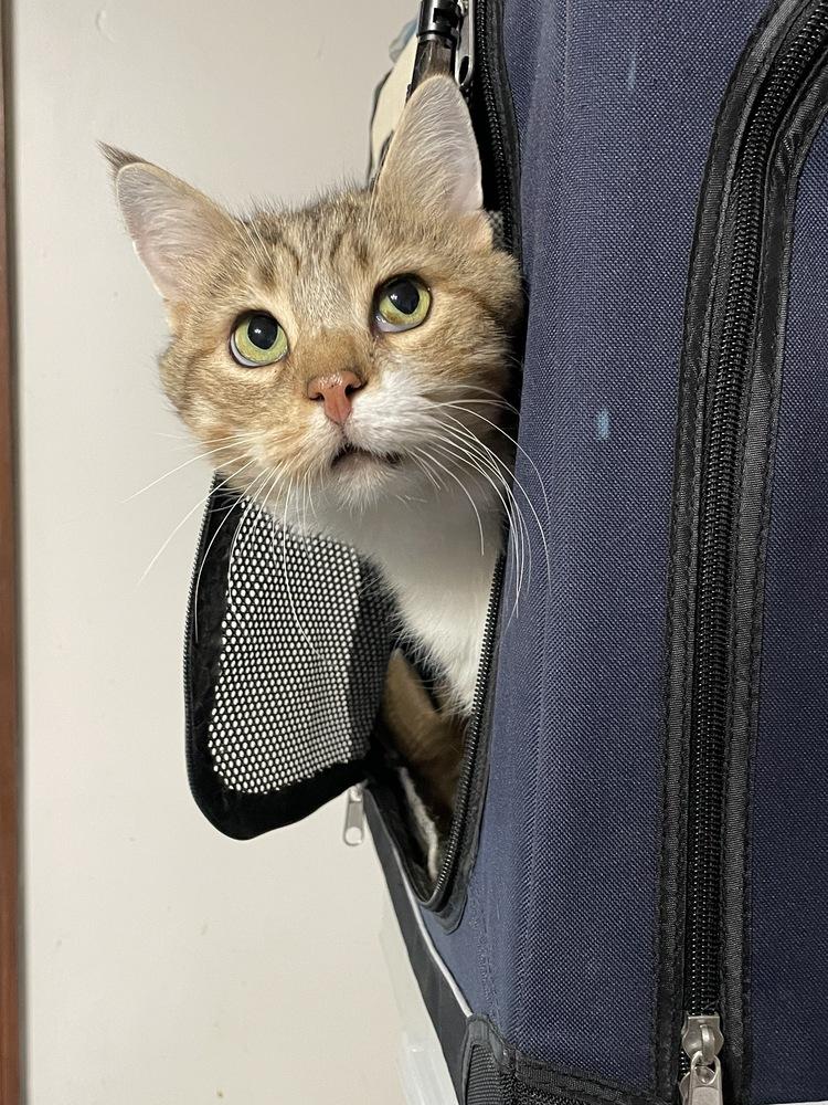 Enlarge Chester, a Adoptable mixed breed in Olyphant, PA image 3/6