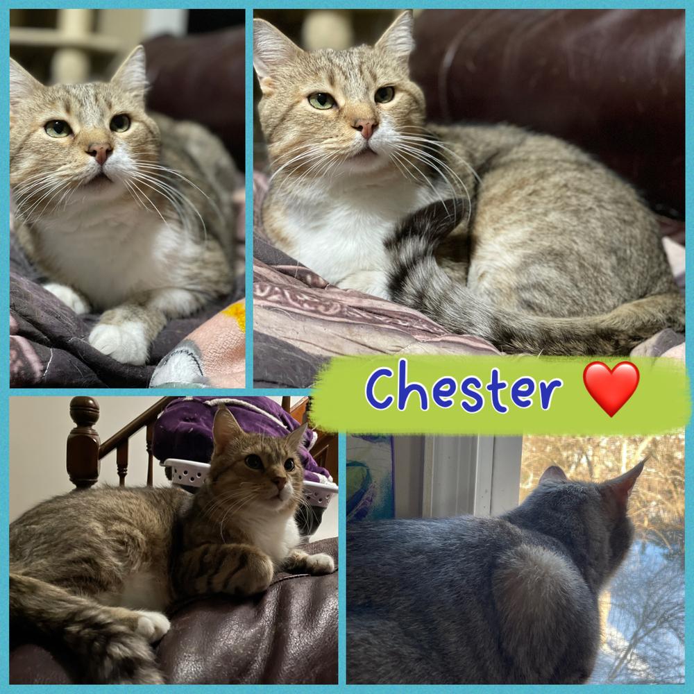 Enlarge Chester, a Adoptable mixed breed in Olyphant, PA image 4/6