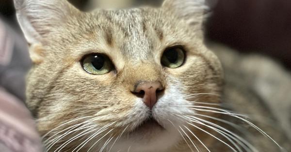 Enlarge Chester, a Adoptable mixed breed in Olyphant, PA image 5/6