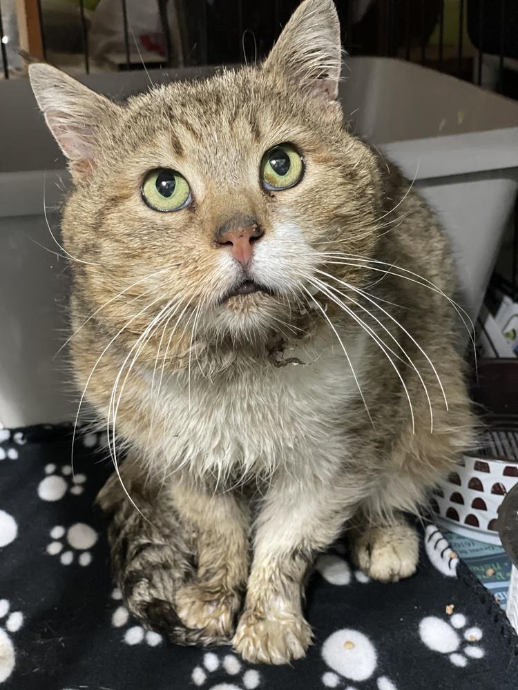 Enlarge Chester, a Adoptable mixed breed in Olyphant, PA image 6/6