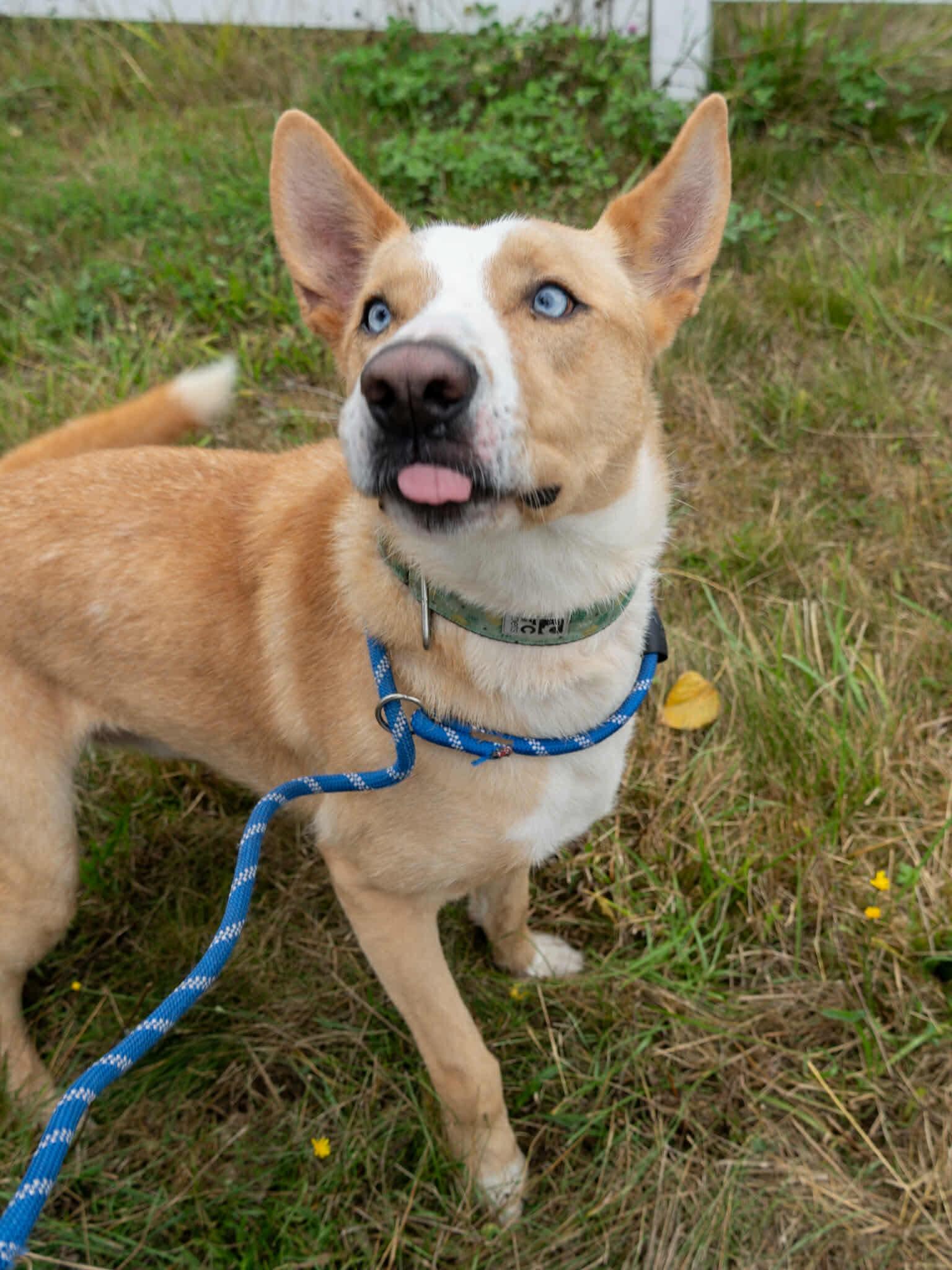 Enlarge Dexter, a Adoptable mixed breed in Langley, BC image 3/6