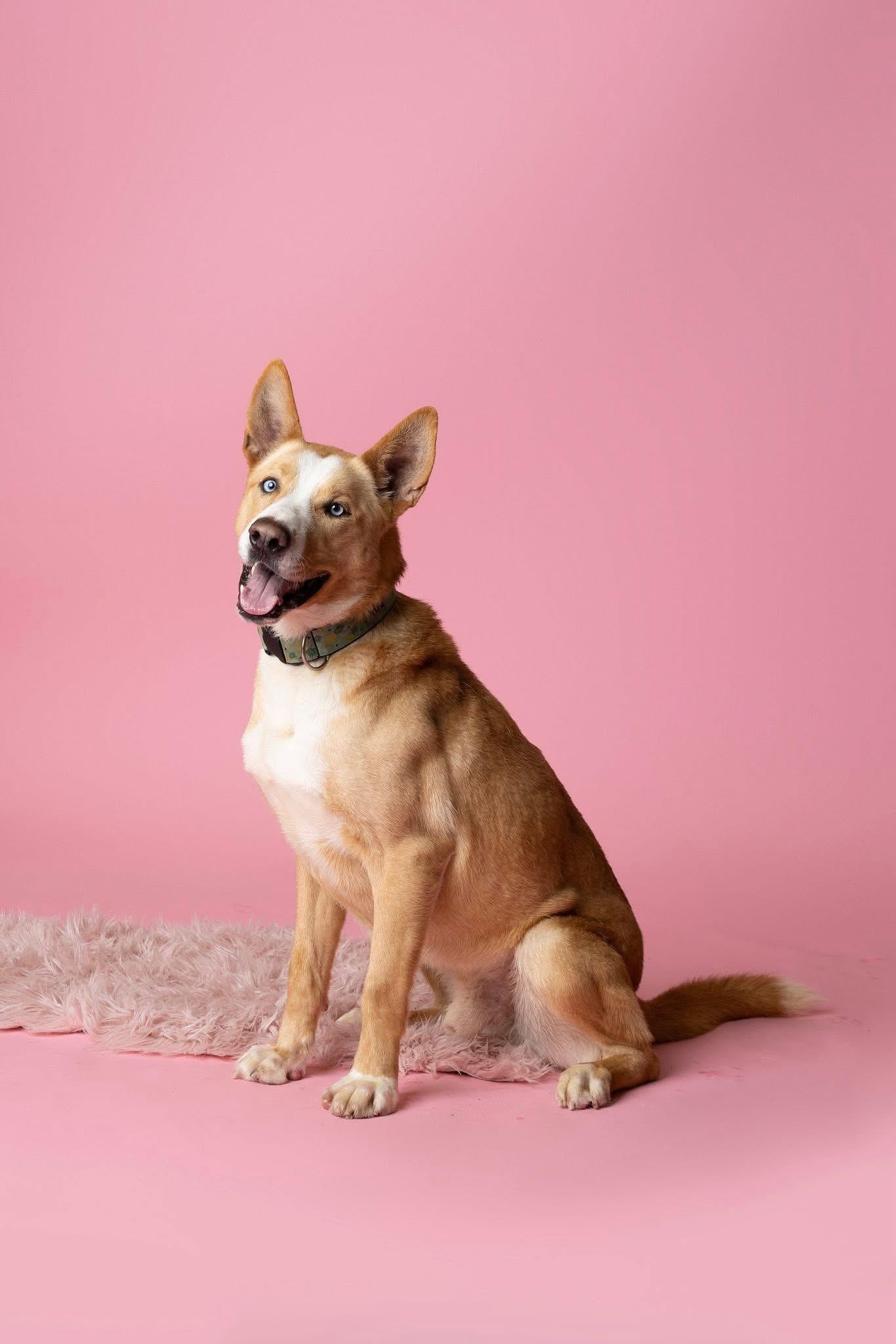 Dexter, an adoptable Siberian Husky in Langley, BC, V3A 4C4 | Photo Image 4