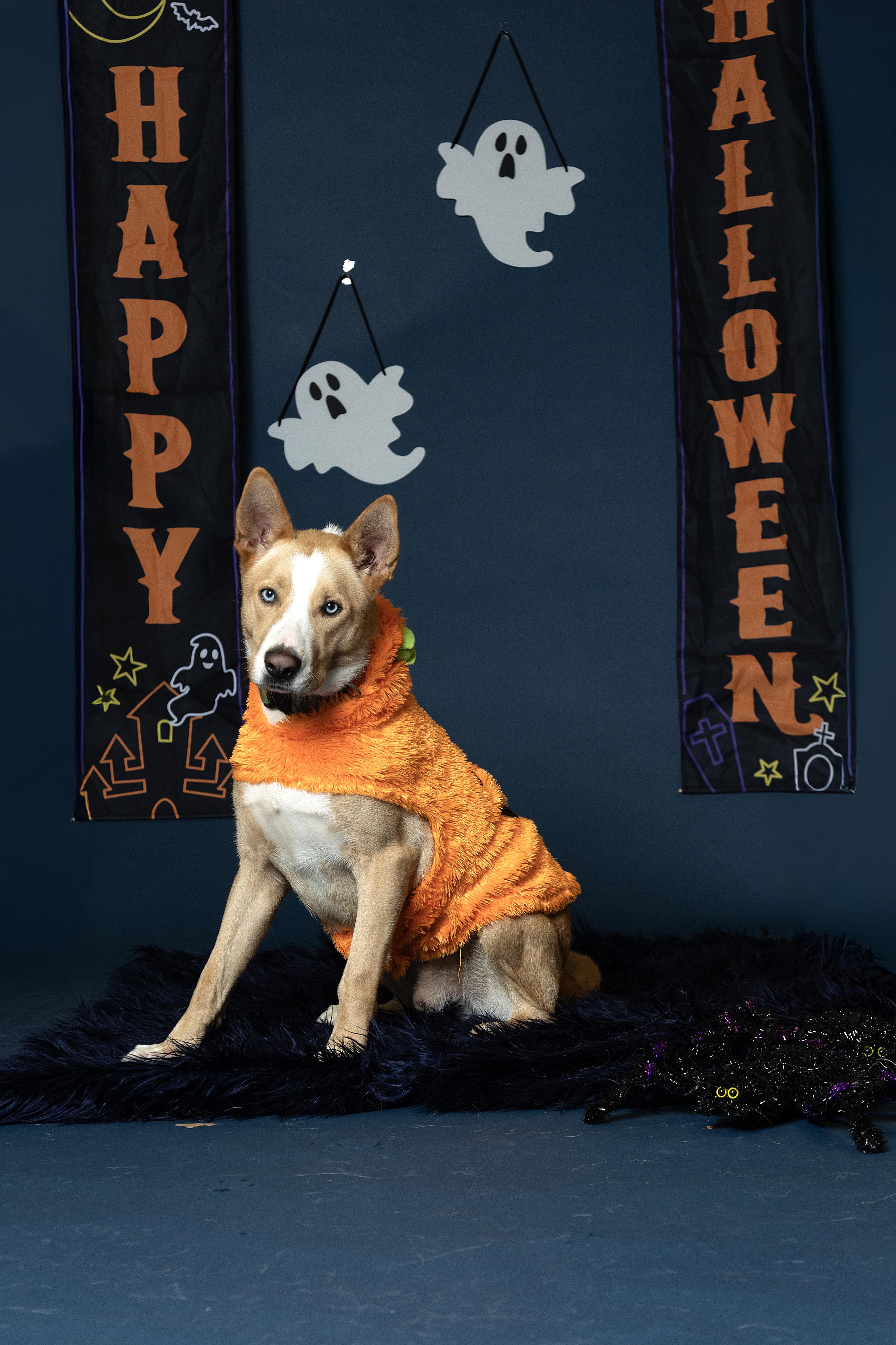 Dexter, an adoptable Siberian Husky in Langley, BC, V3A 4C4 | Photo Image 1