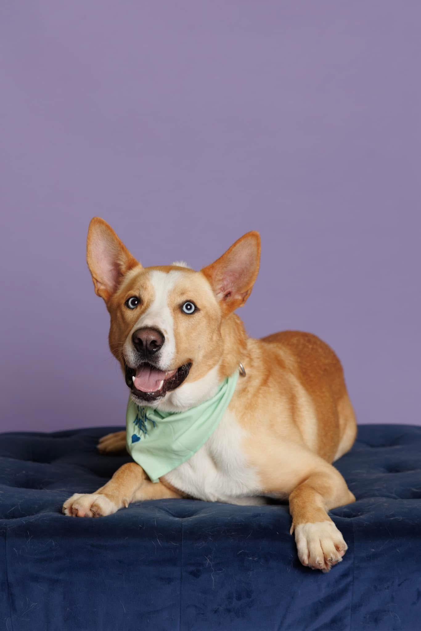 Dexter, an adoptable Siberian Husky in Langley, BC, V3A 4C4 | Photo Image 6