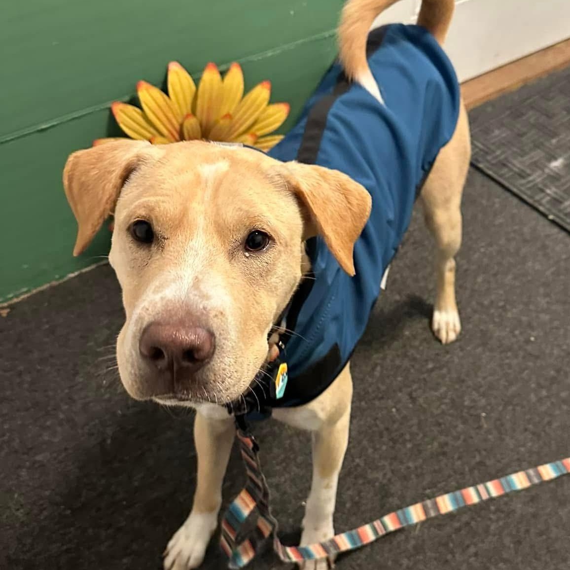 Enlarge BRAVE " In New Hampshire, a Adoptable mixed breed in New York, NY image 5/6