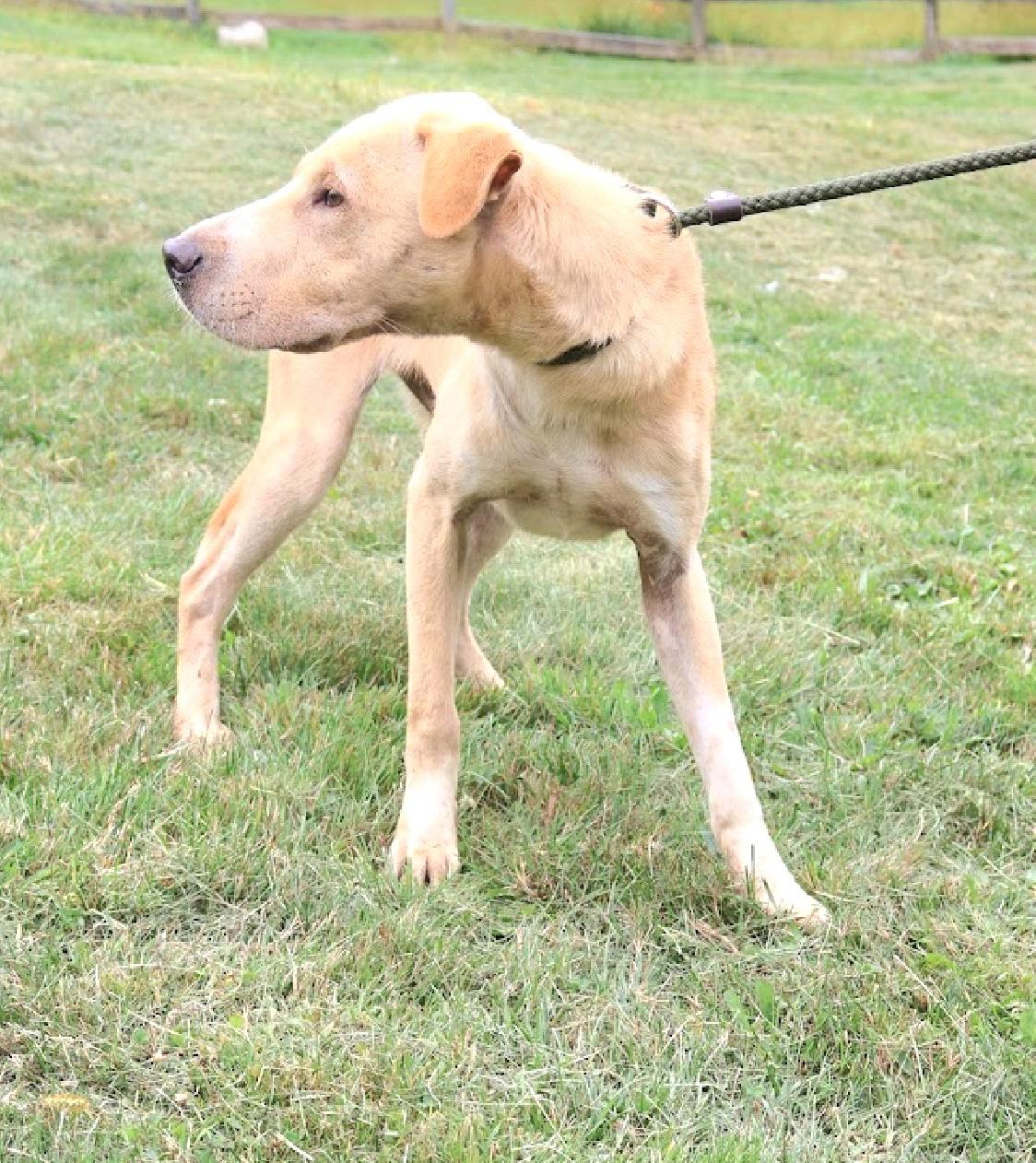 BRAVE "In NY: FOSTER or FOREVER HOME NEEDED!", a Adoptable mixed breed in New York, NY image 4/6