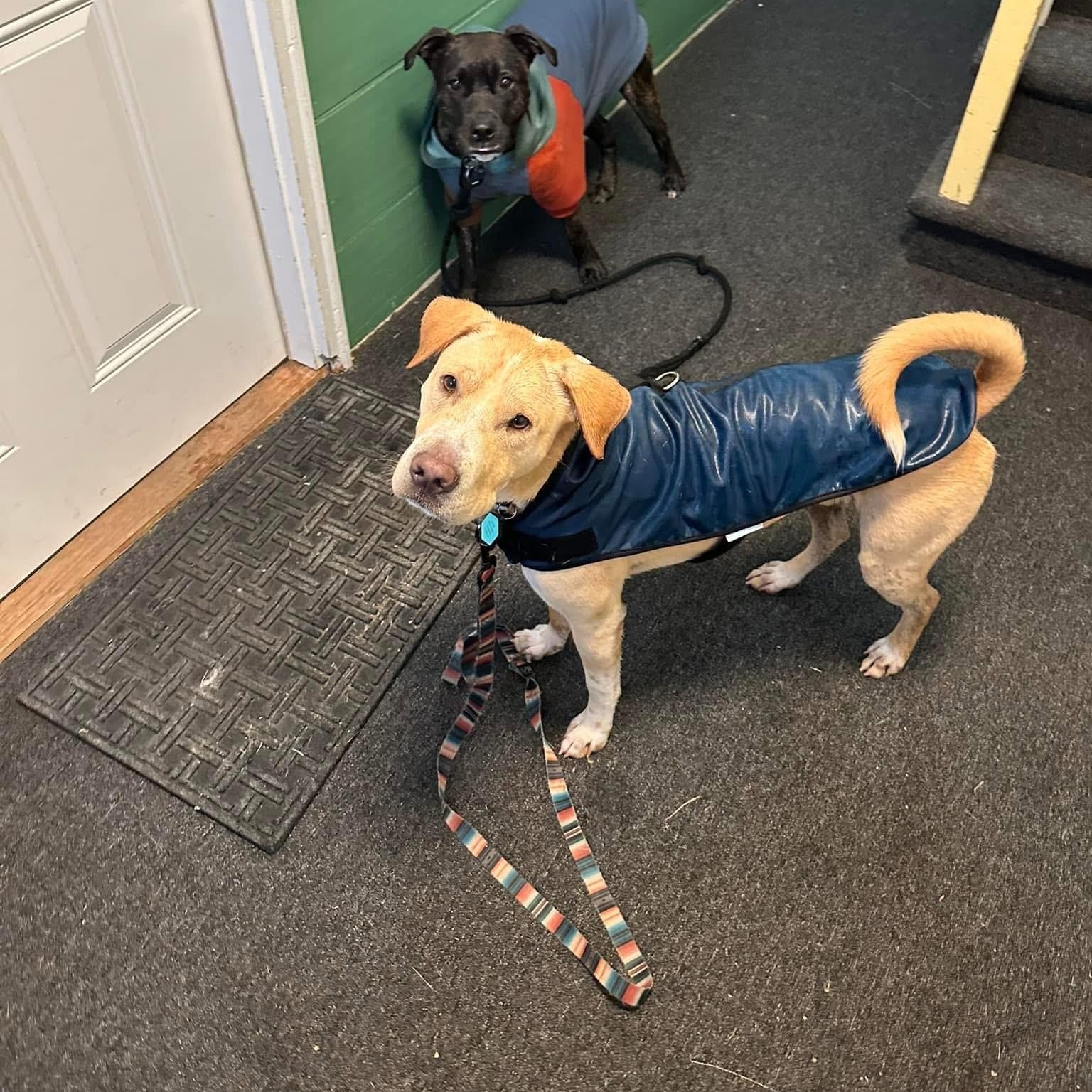 Enlarge BRAVE " In New Hampshire, a Adoptable mixed breed in New York, NY image 4/6