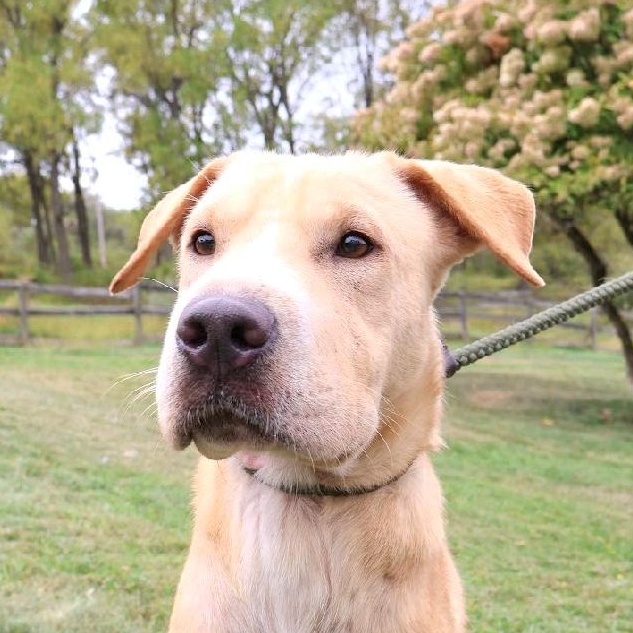 BRAVE "In NY: FOSTER or FOREVER HOME NEEDED!", a Adoptable mixed breed in New York, NY image 1/6