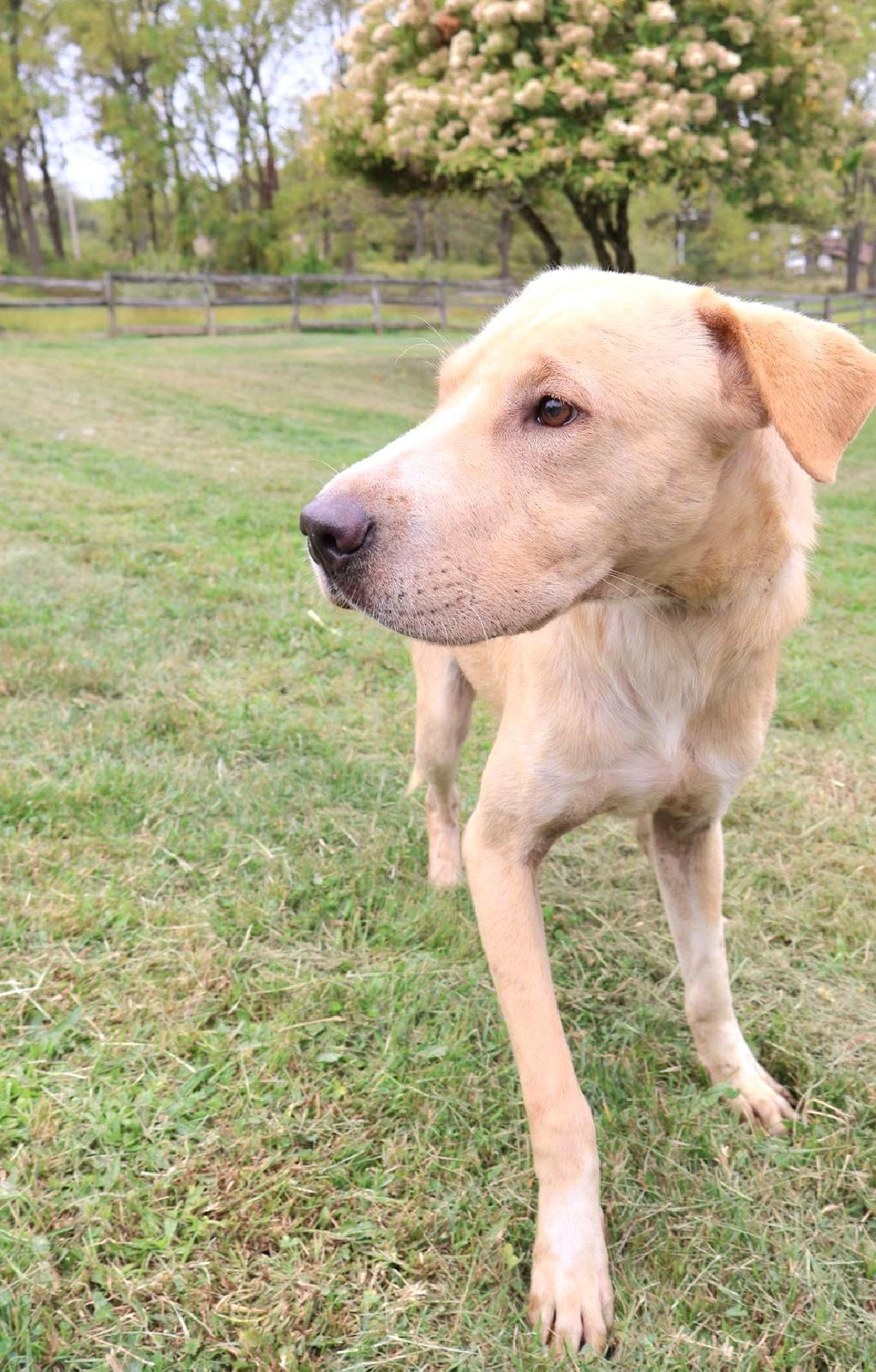 BRAVE "In NY: FOSTER or FOREVER HOME NEEDED!", a Adoptable mixed breed in New York, NY image 5/6