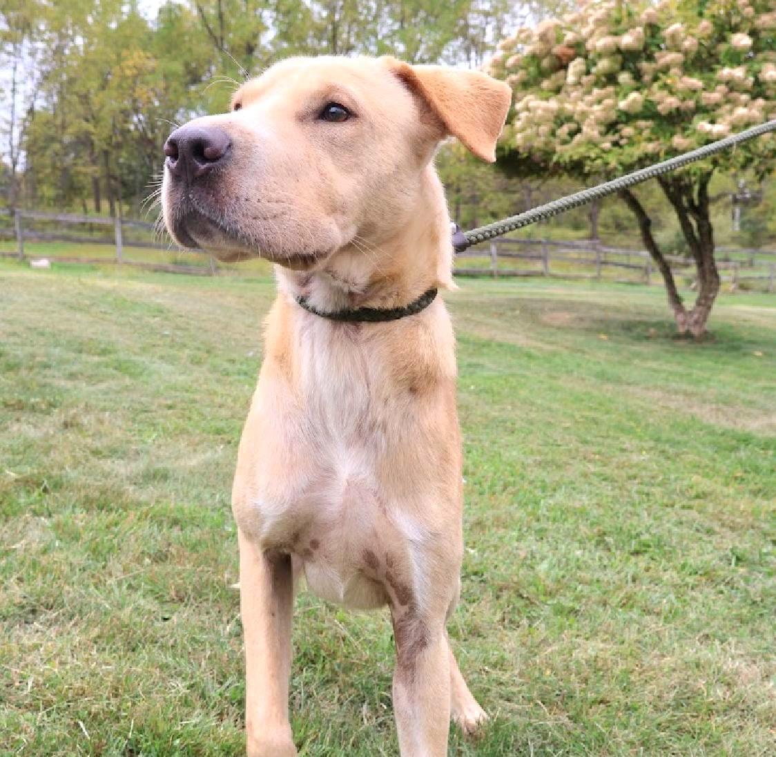 BRAVE "In NY: FOSTER or FOREVER HOME NEEDED!", a Adoptable mixed breed in New York, NY image 3/6