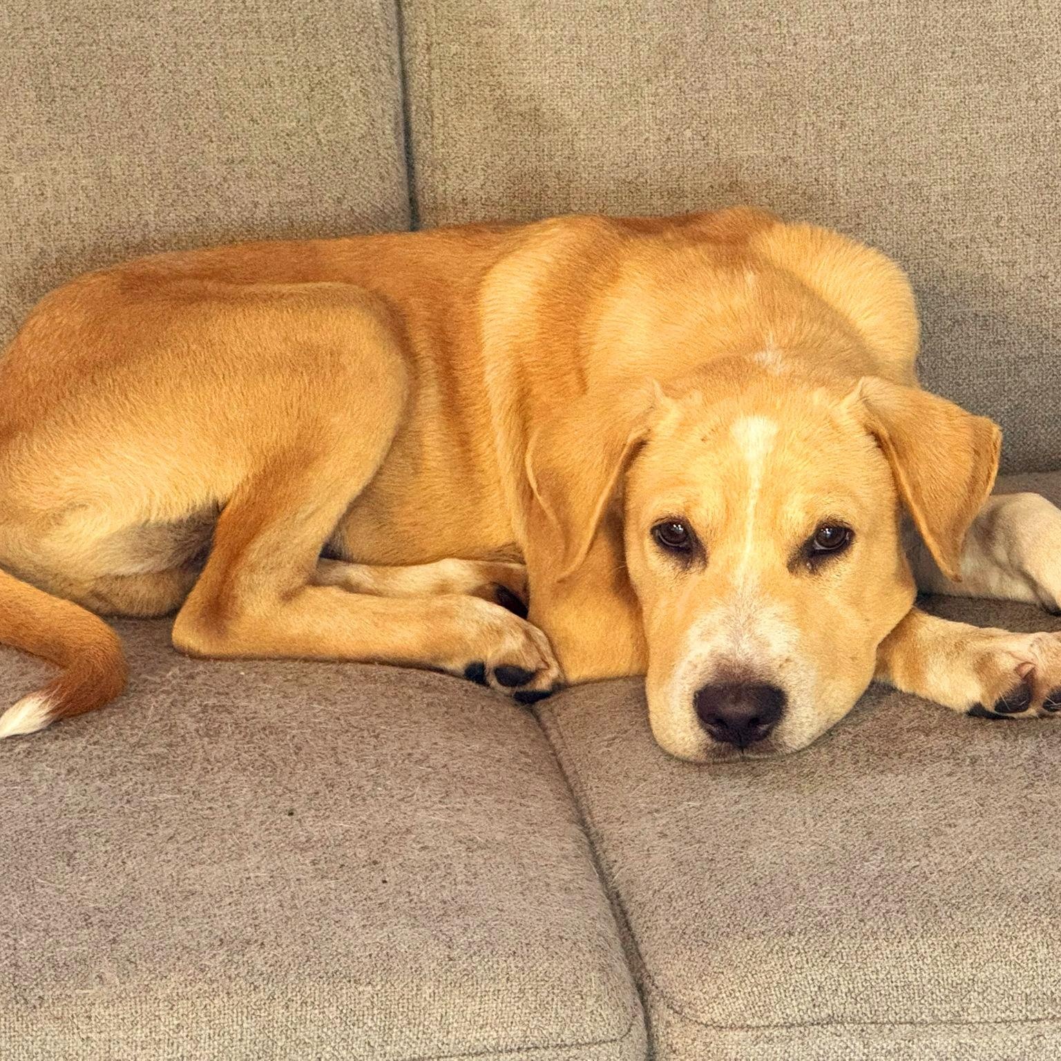 BRAVE "In NY: FOSTER or FOREVER HOME NEEDED!", a Adoptable mixed breed in New York, NY image 6/6