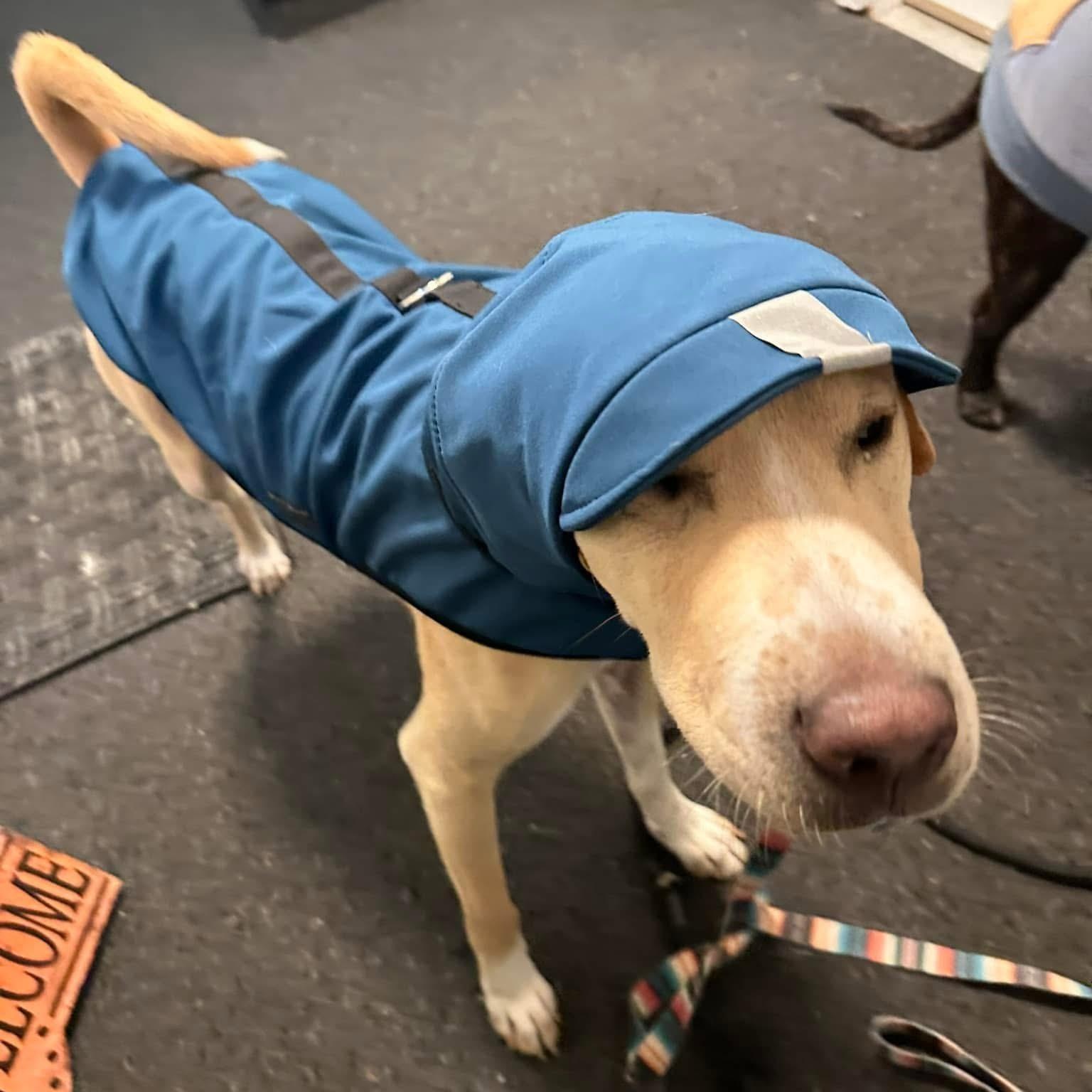 Enlarge BRAVE " In New Hampshire, a Adoptable mixed breed in New York, NY image 6/6