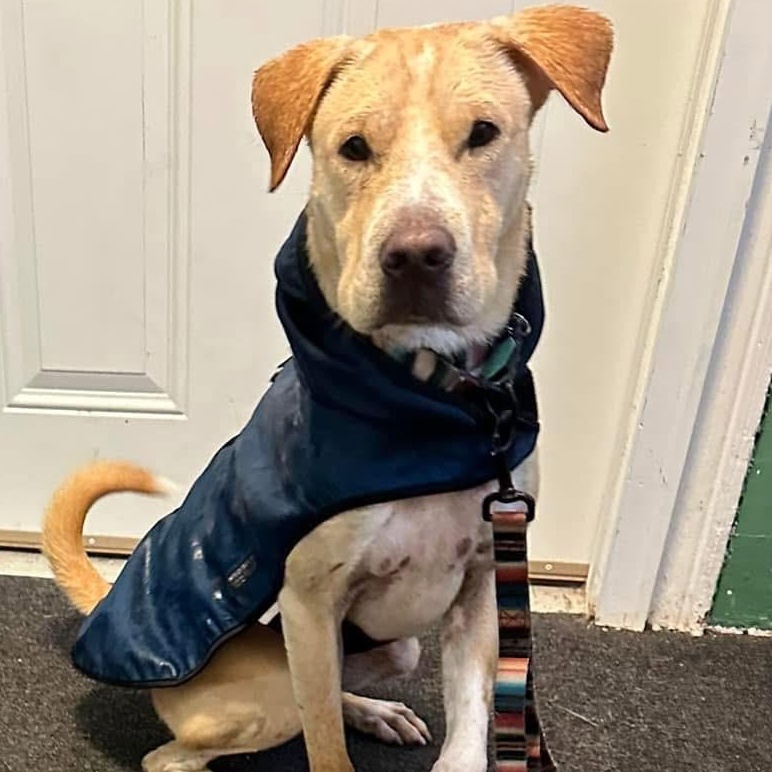 Enlarge BRAVE " In New Hampshire, a Adoptable mixed breed in New York, NY image 1/6