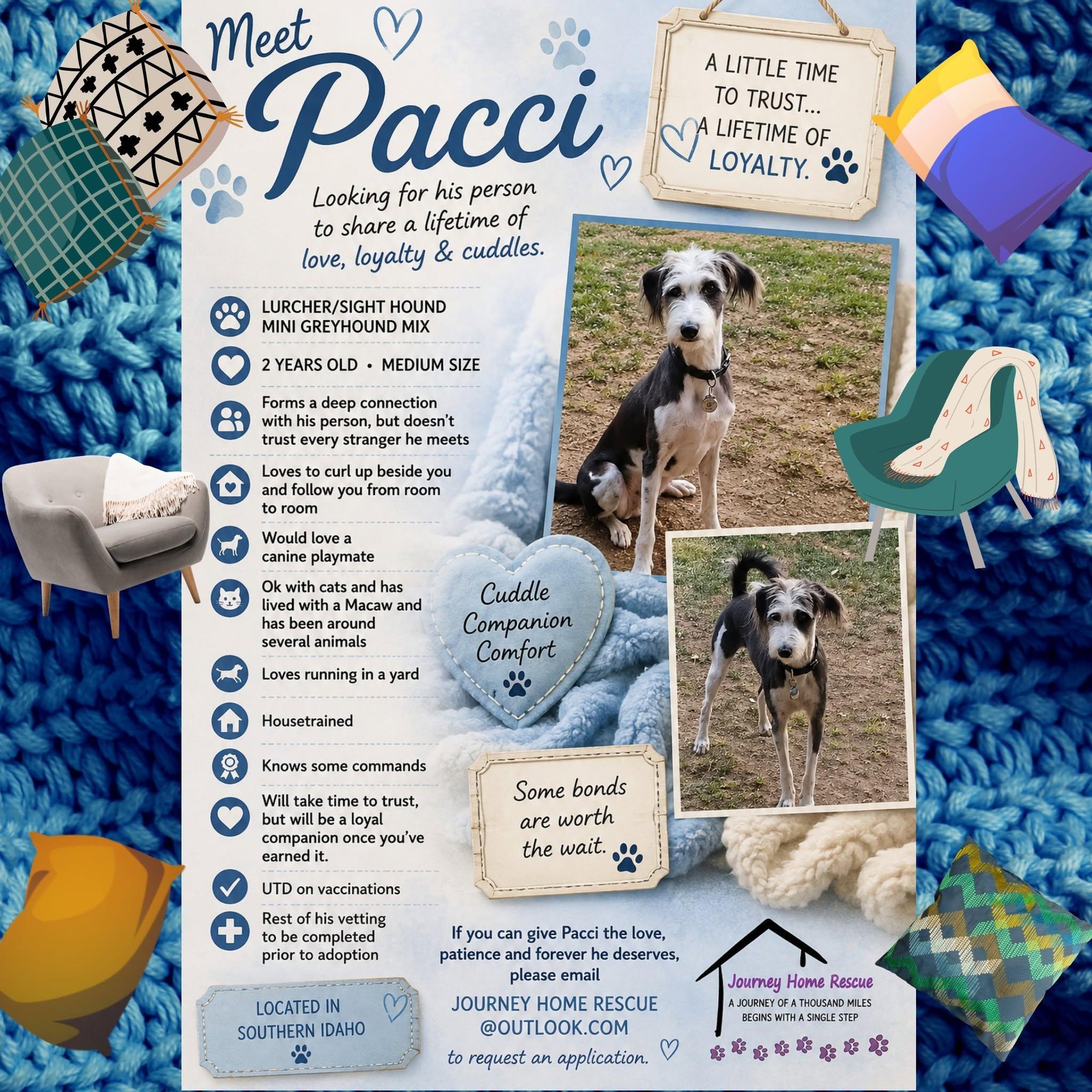 Pucci, ADOPTABLE, Adult Male Greyhound & Lurcher.
