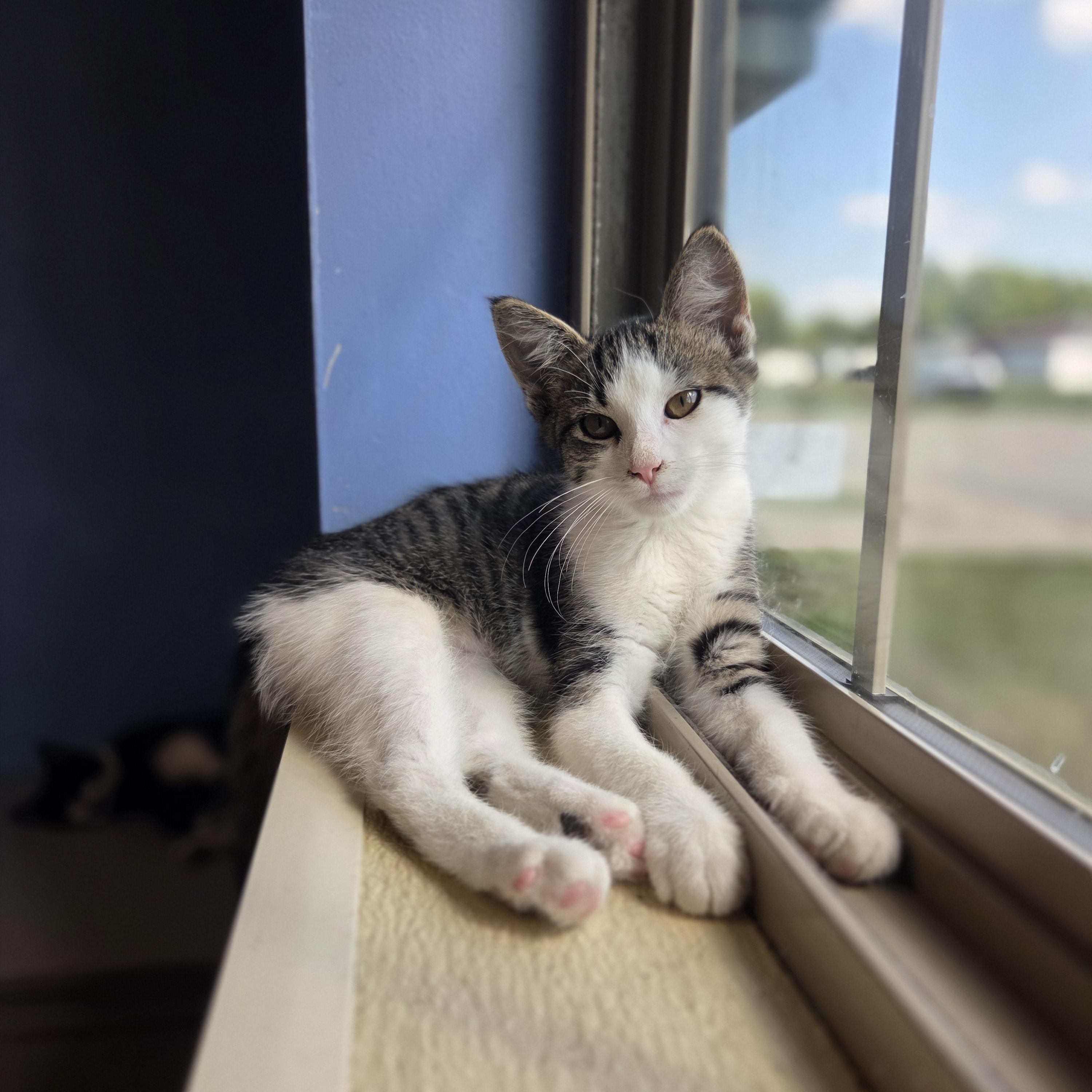 Littlefoot, Adoptable, Young Female Domestic Short Hair.