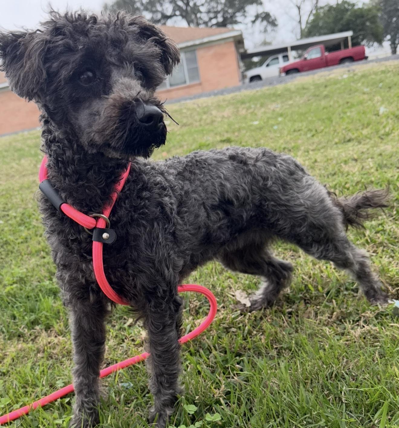 Maricella, a ADOPTABLE mixed breed in Westerly, RI image 4/4