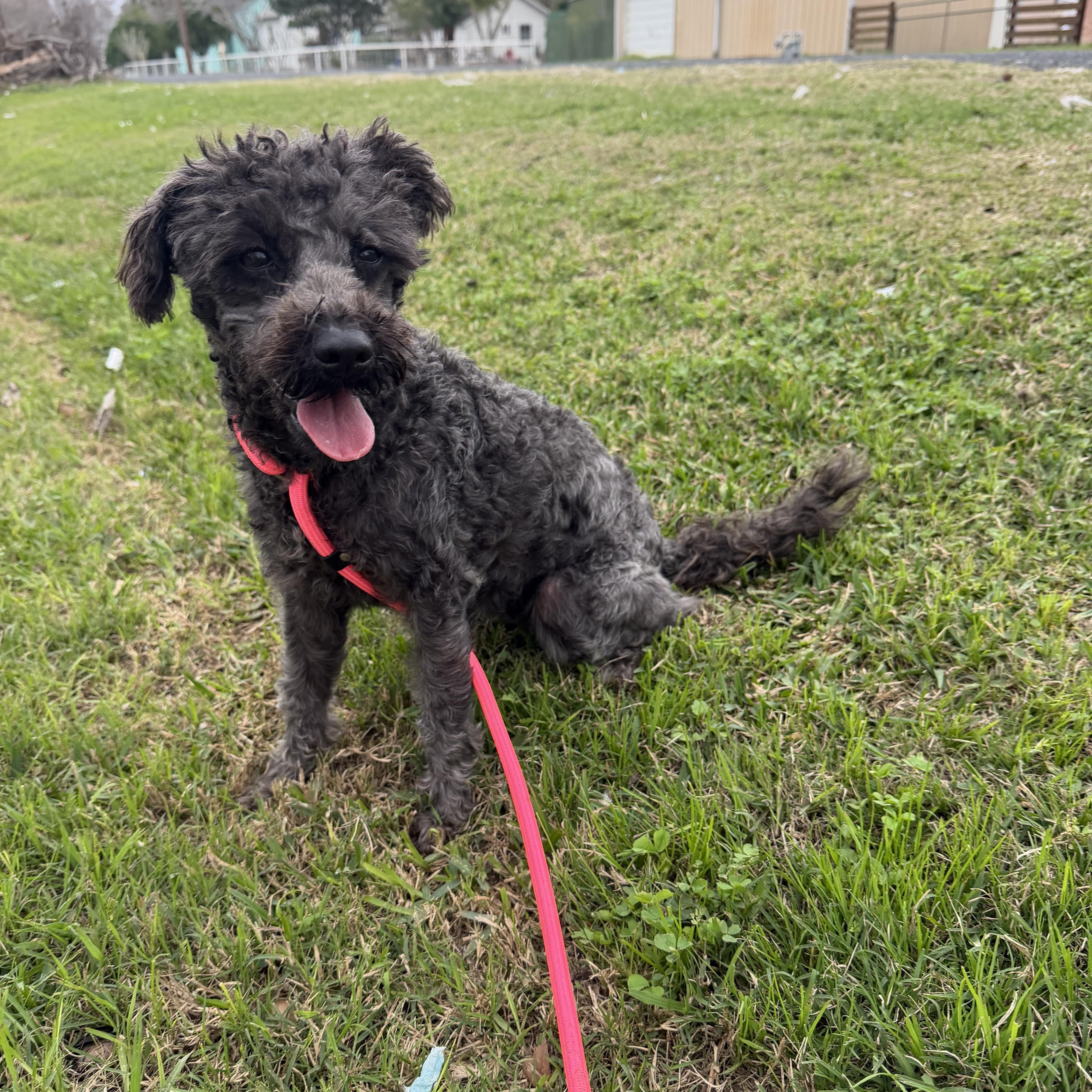 Maricella, a ADOPTABLE mixed breed in Westerly, RI image 2/4
