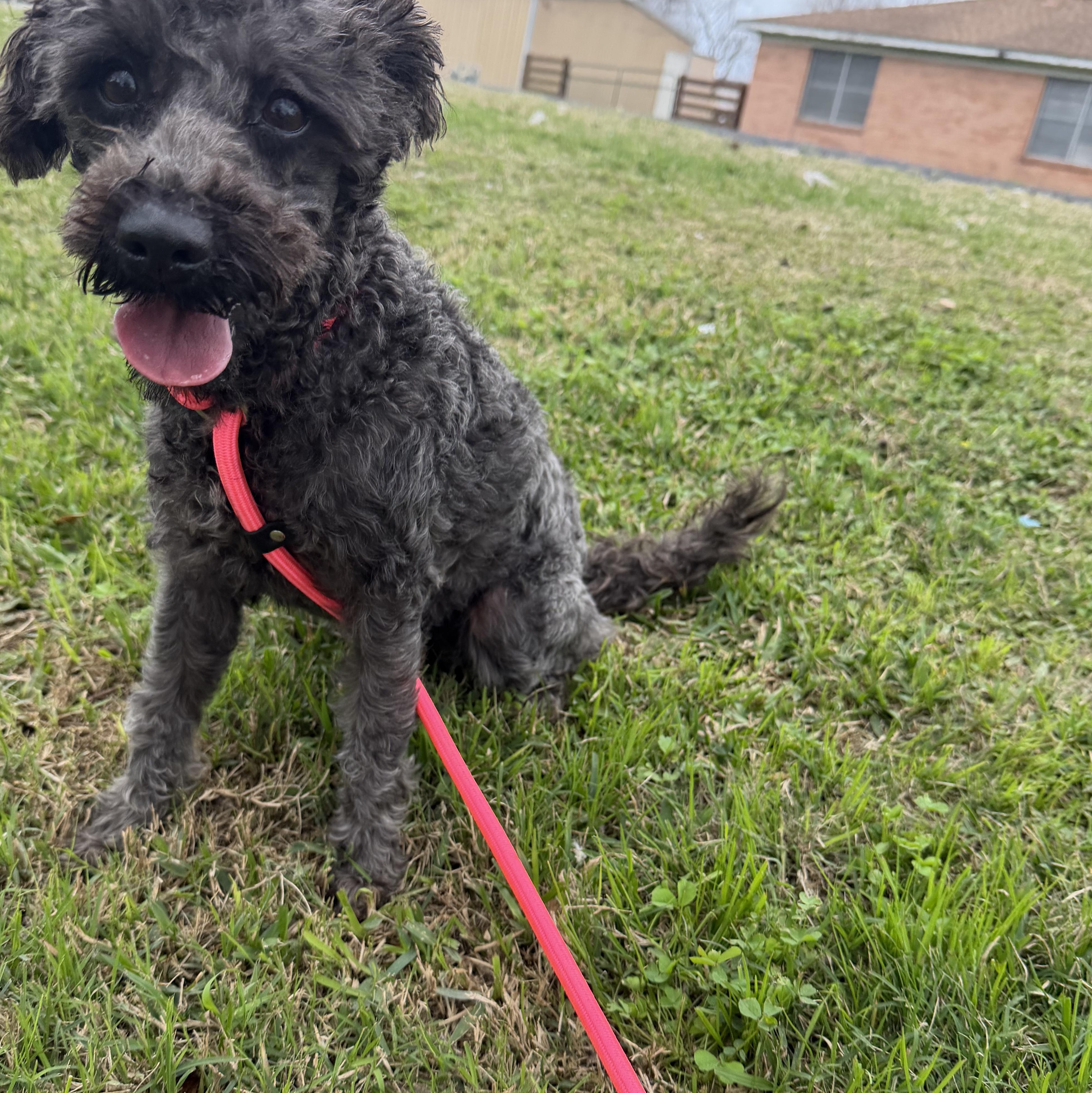 Maricella, ADOPTABLE, Adult Female Schnoodle.