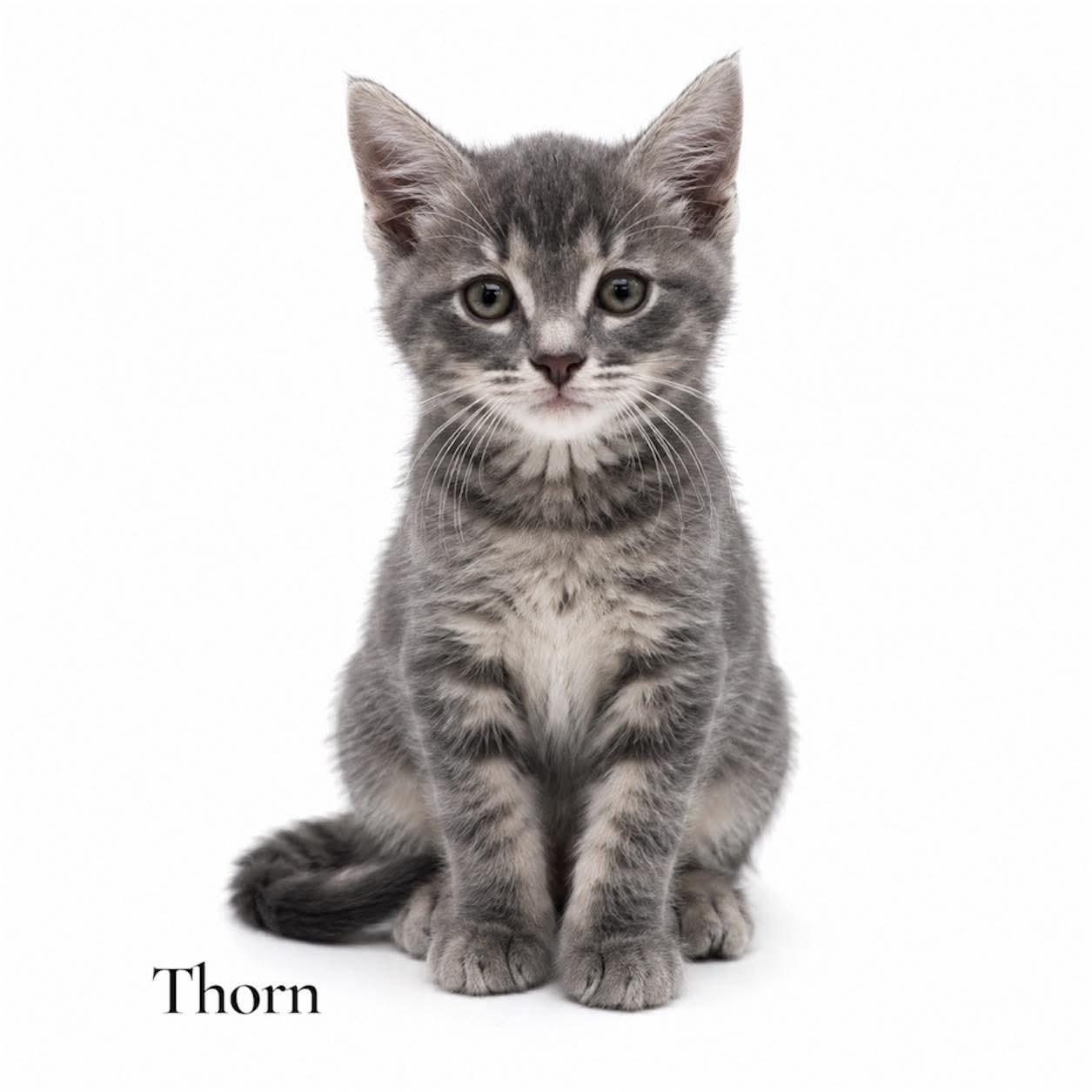 Thorn, Adoptable, Kitten Male Domestic Short Hair.
