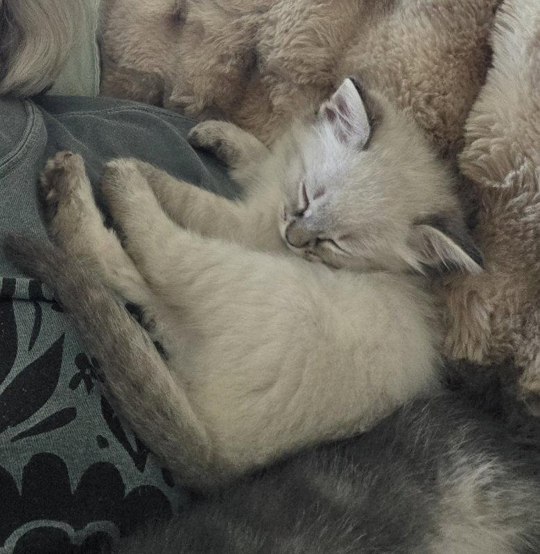 Dragon, Adopted, Kitten Male Siamese & Domestic Medium Hair.