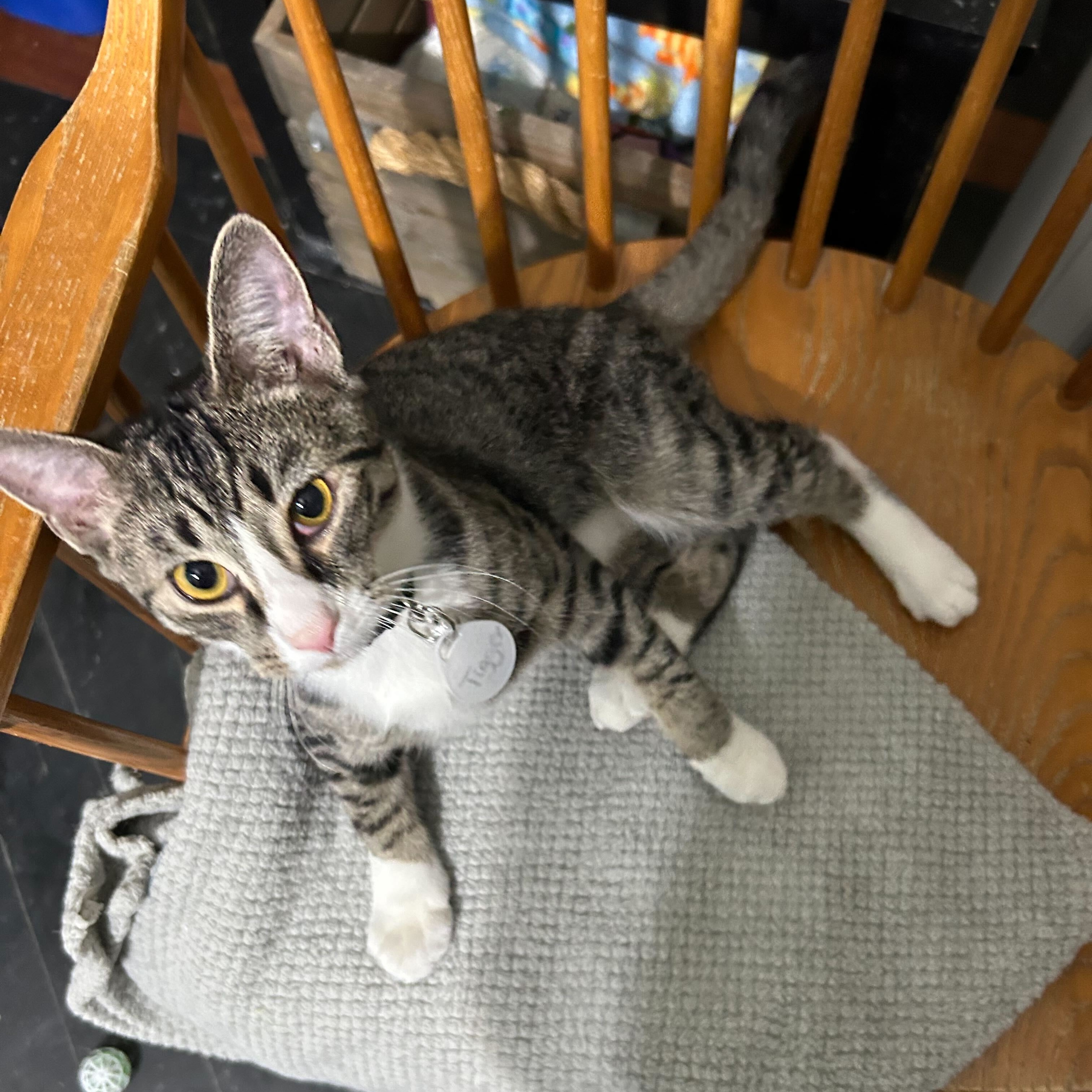 Tigger, a Adoptable Domestic Short Hair in East Brunswick, NJ image 4/6