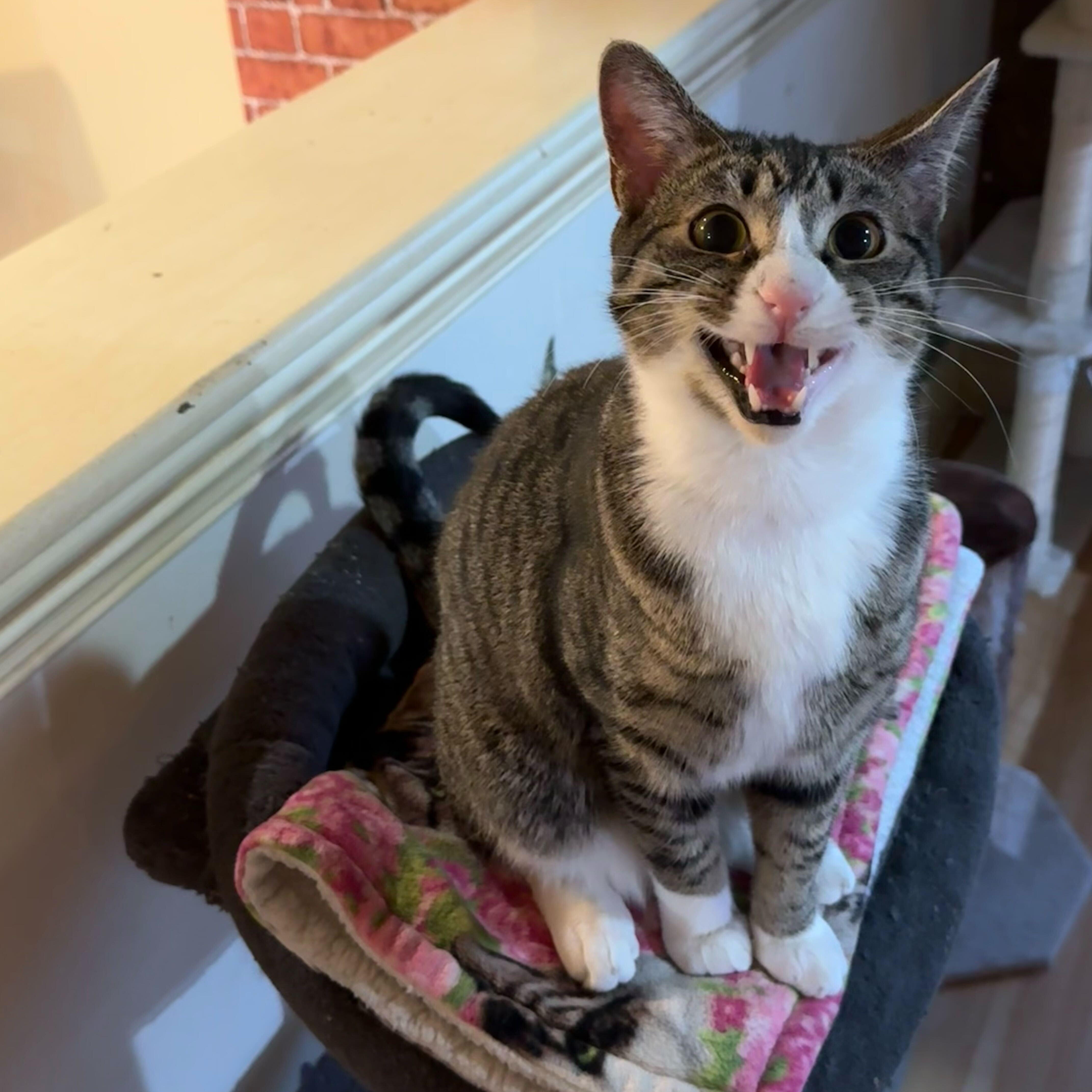 Tigger, Adoptable, Young Male Domestic Short Hair.