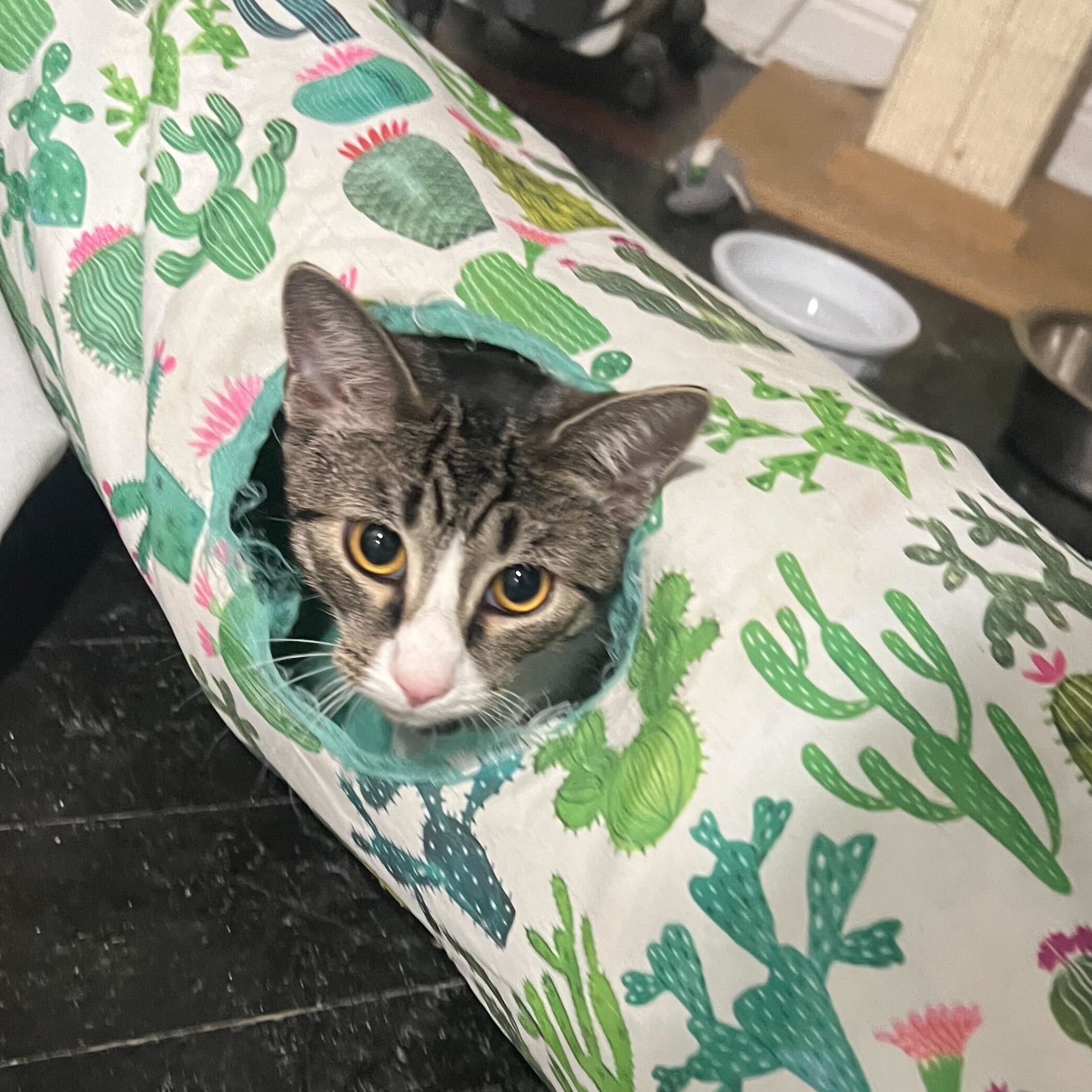 Tigger, a Adoptable Domestic Short Hair in East Brunswick, NJ image 5/6