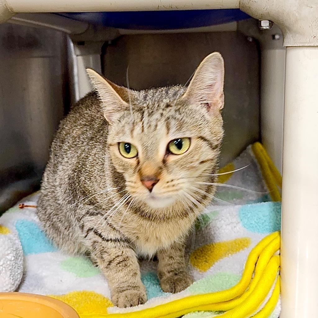 KIMMY, Adoptable, Adult Female Domestic Short Hair.