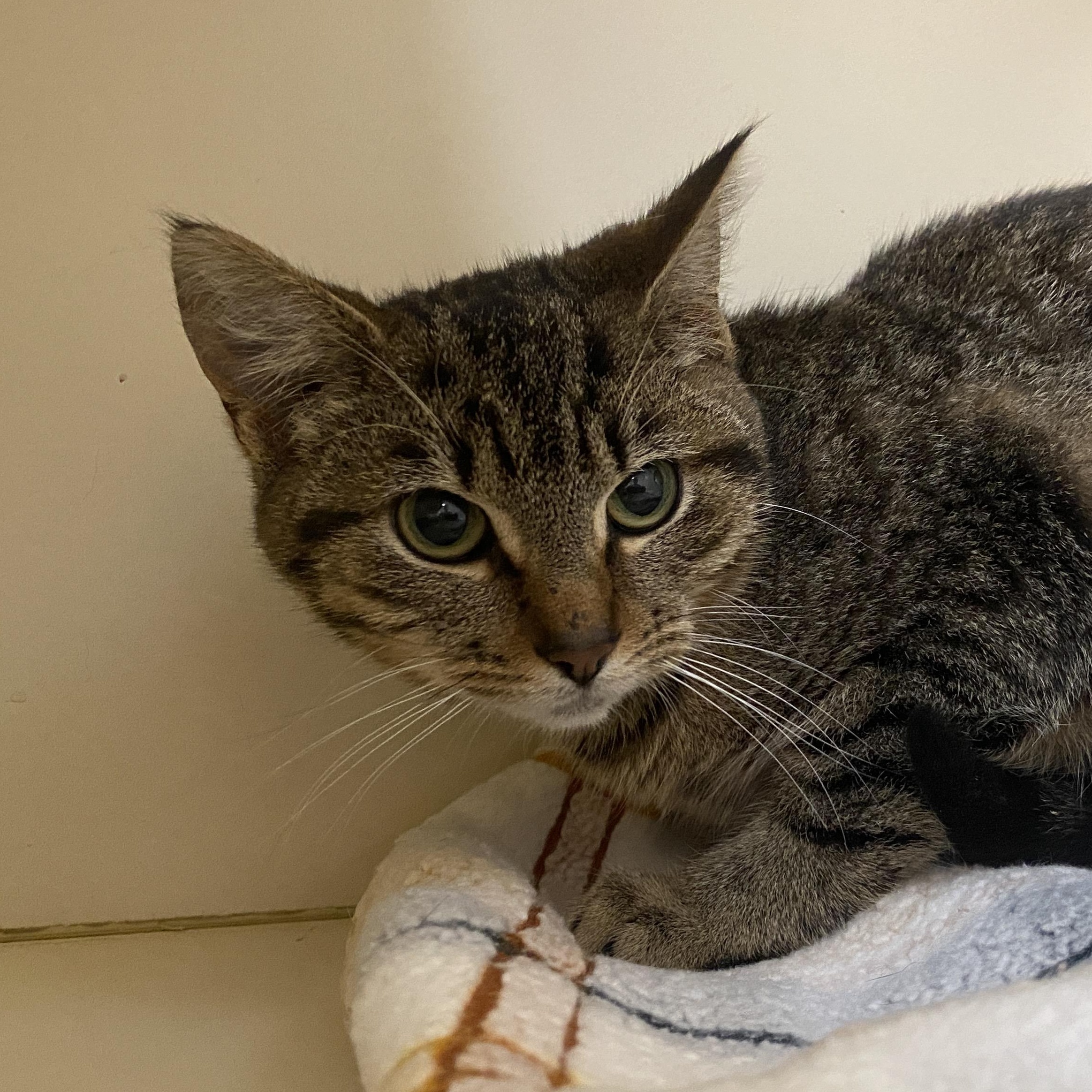 Tabitha, a Adoptable Domestic Short Hair in Elyria, OH image 2/2