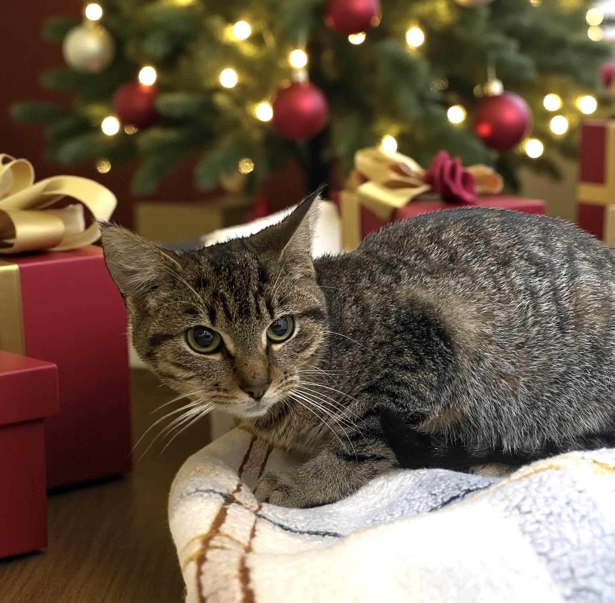 Tabitha, Adoptable, Young Female Domestic Short Hair.