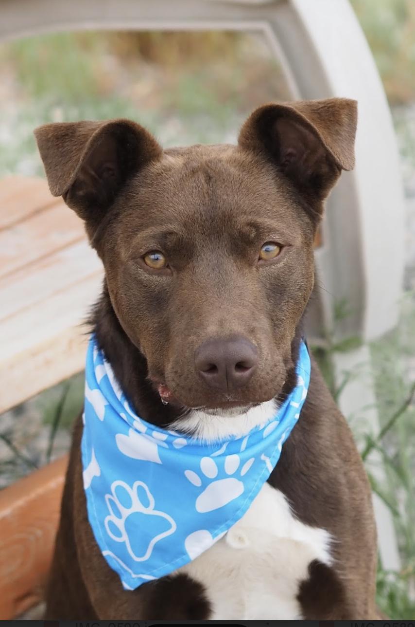 Crumpet, a ADOPTABLE mixed breed in Buena Vista, CO image 3/4