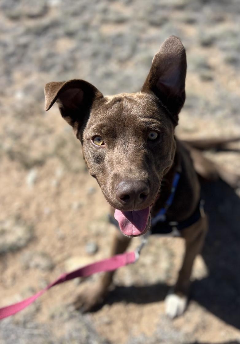 Crumpet, ADOPTABLE, Young Male Chocolate Labrador Retriever.