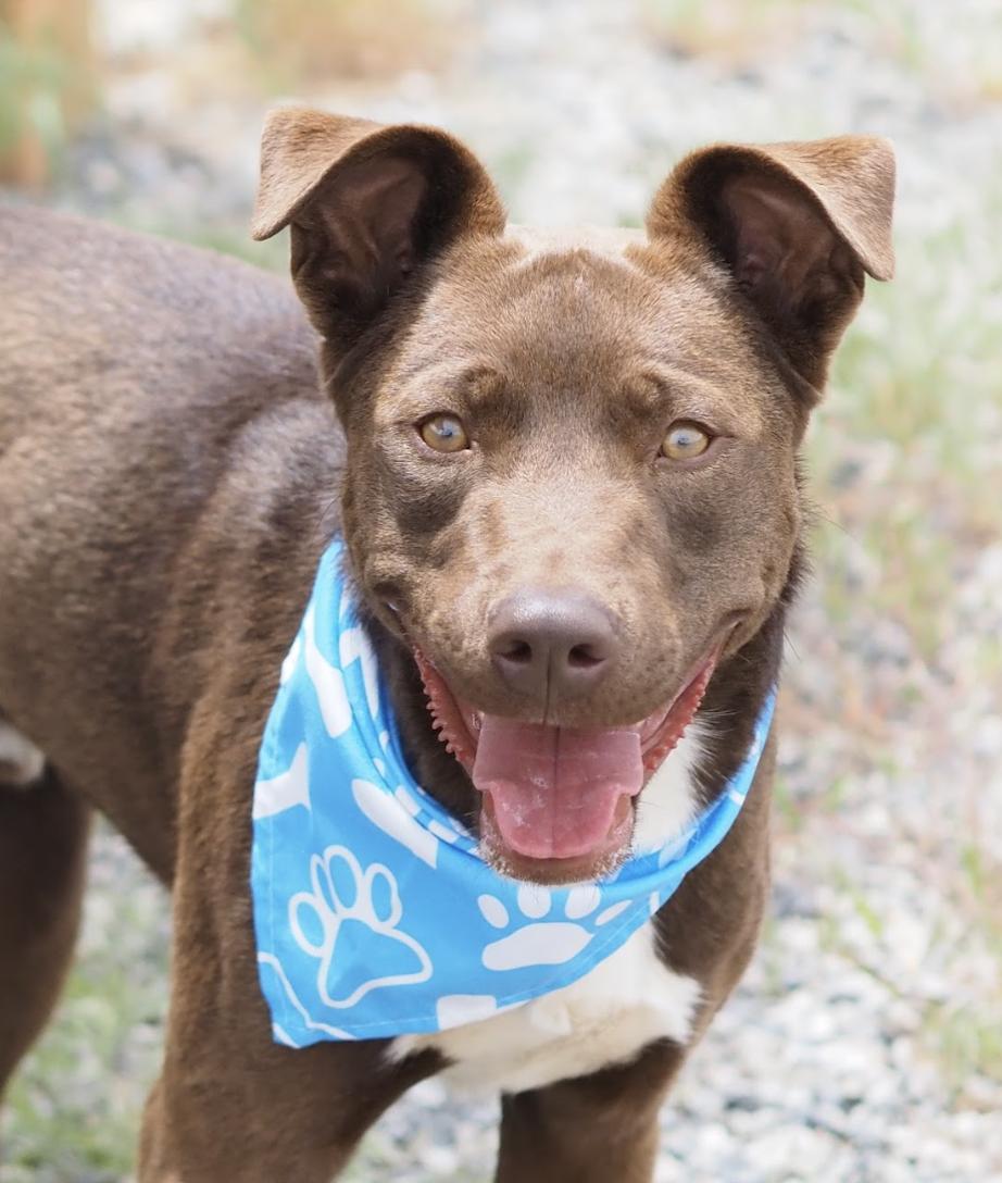 Crumpet, a ADOPTABLE mixed breed in Buena Vista, CO image 4/4
