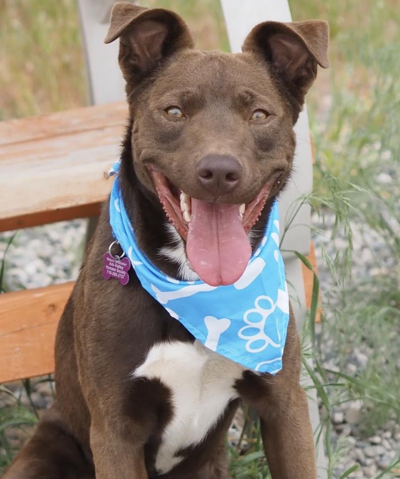 Crumpet, a ADOPTABLE mixed breed in Buena Vista, CO image 2/4