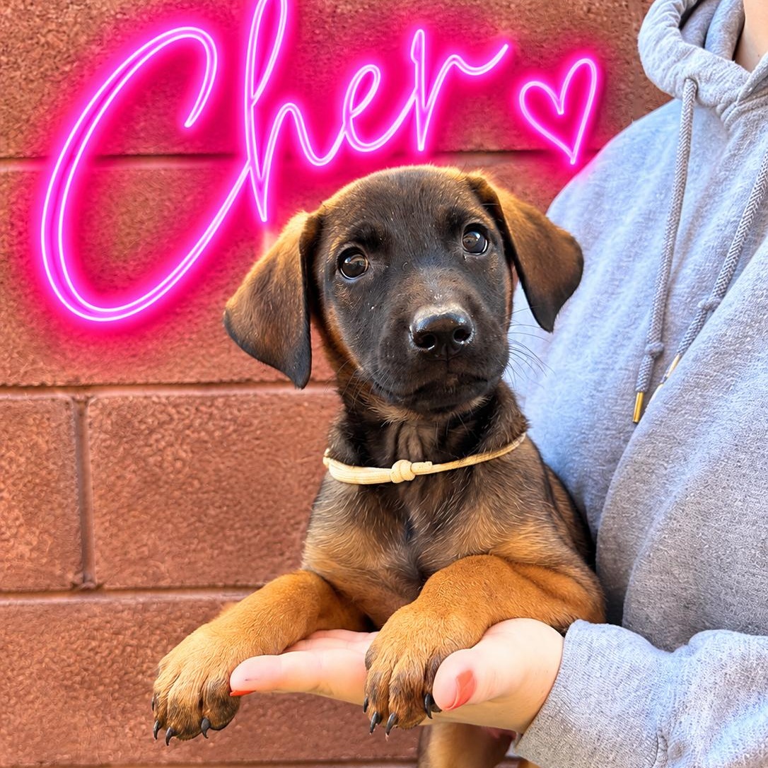 Cher, Adoptable, Puppy Female Doberman Pinscher.