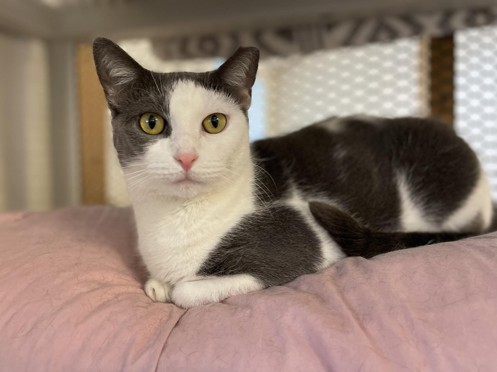 Lorikeet, Adoptable, Adult Female Domestic Short Hair.