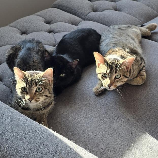 Licorice, Adoptable, Young Female Domestic Short Hair.