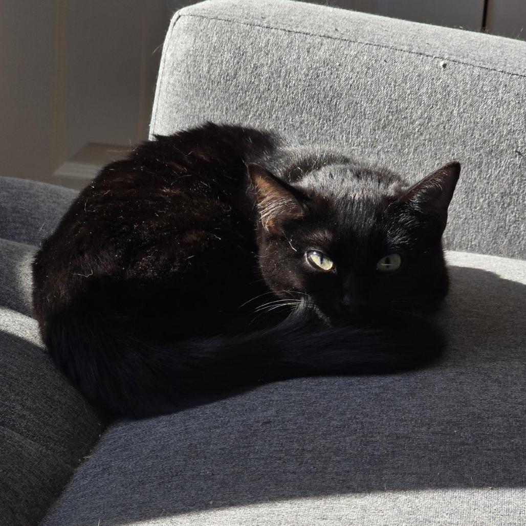 Enlarge Licorice, a Adoptable Domestic Short Hair in Danbury, CT image 2/3