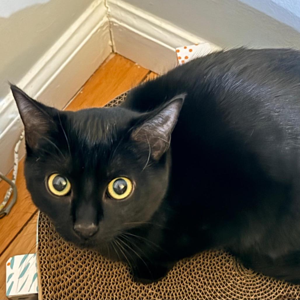 Enlarge Licorice, a Adoptable Domestic Short Hair in Danbury, CT image 3/3