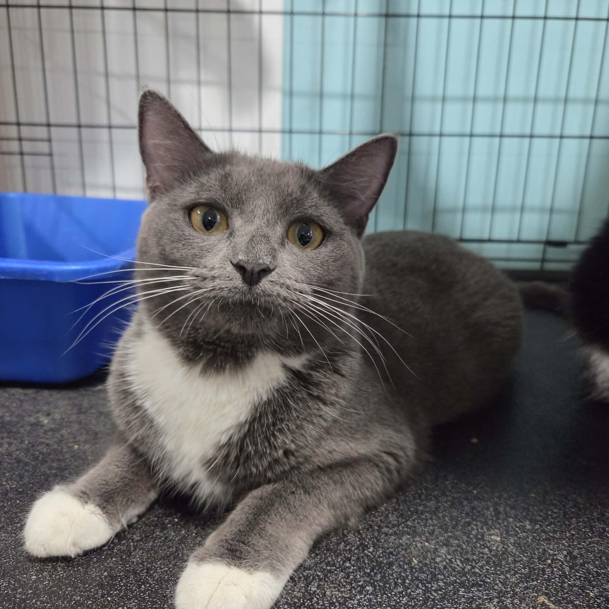 Joella, ADOPTABLE, Young Female Domestic Short Hair.
