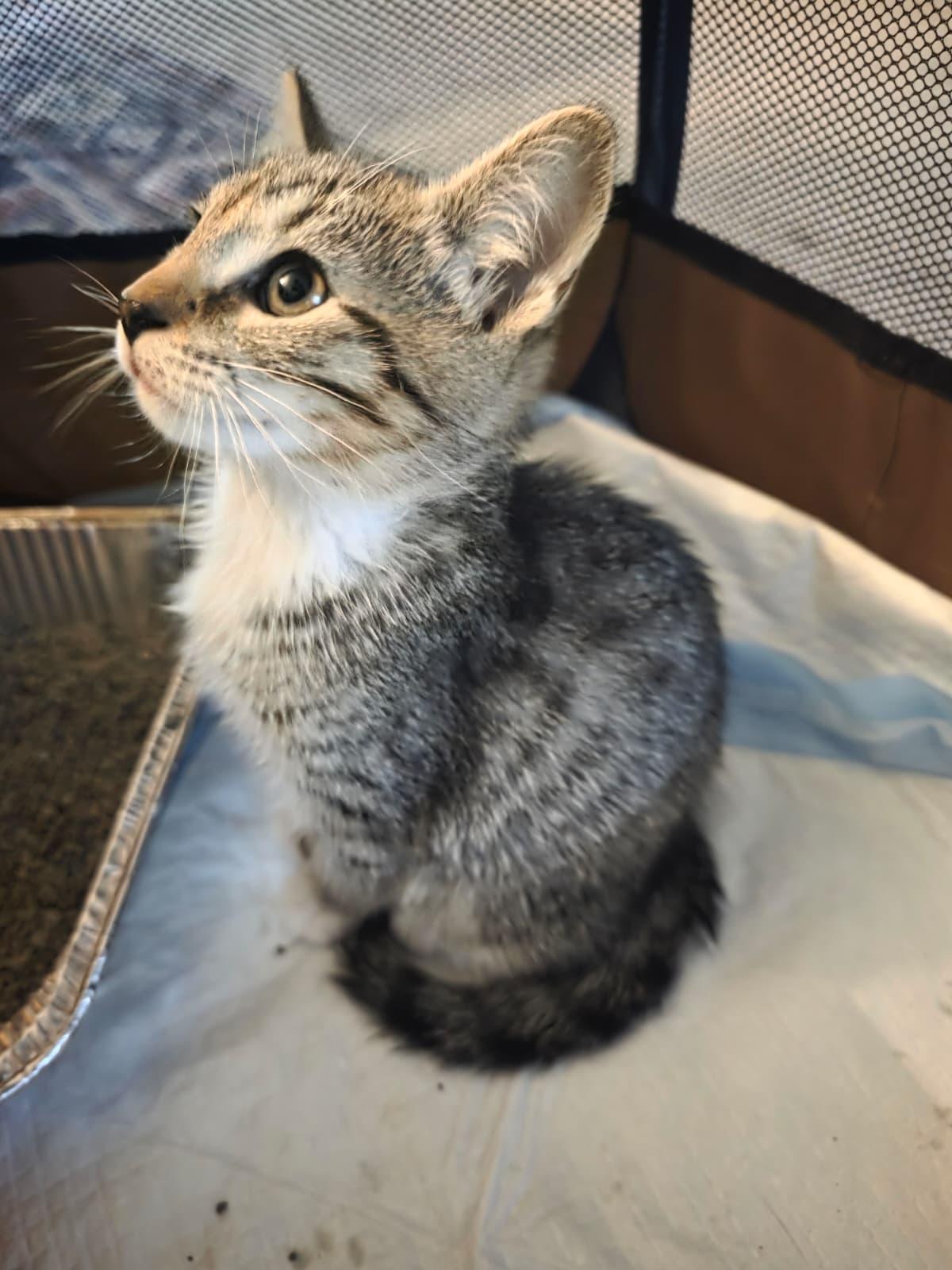 Mac, a ADOPTABLE Domestic Short Hair in Odenton, MD image 3/3