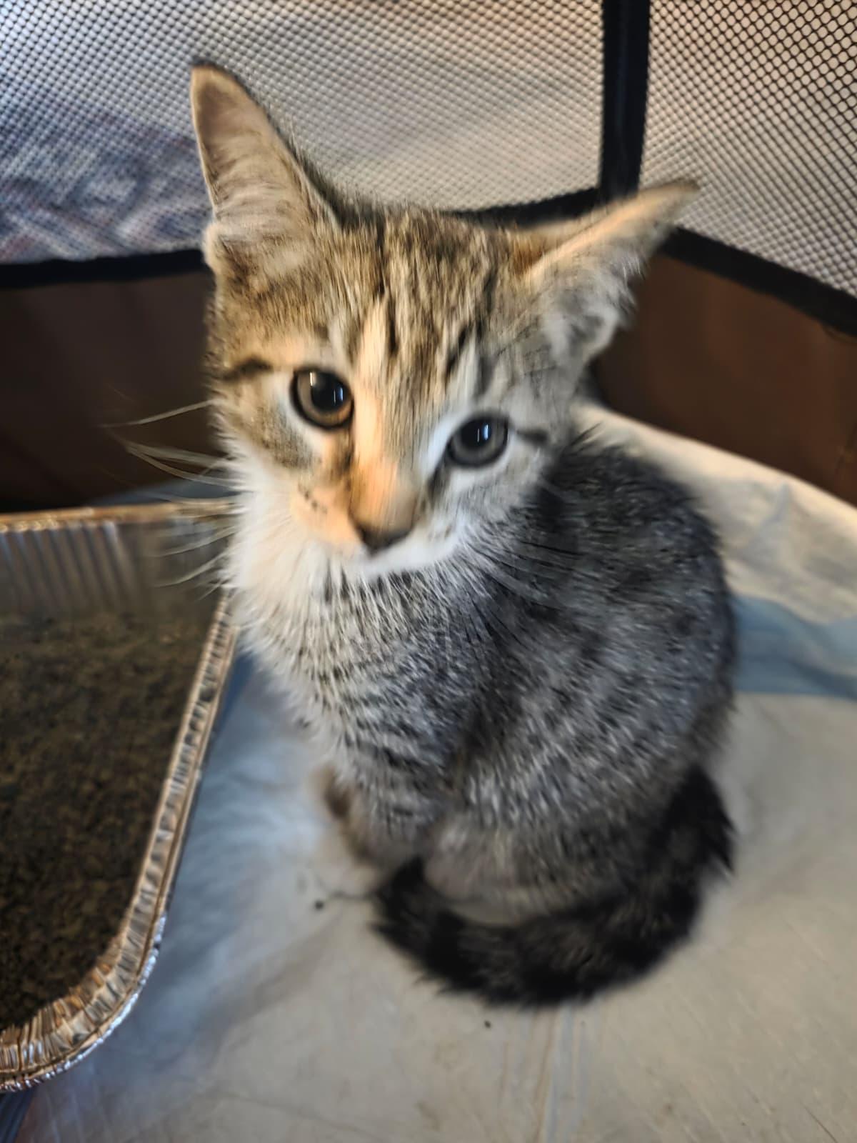 Mac, a ADOPTABLE Domestic Short Hair in Odenton, MD image 2/3