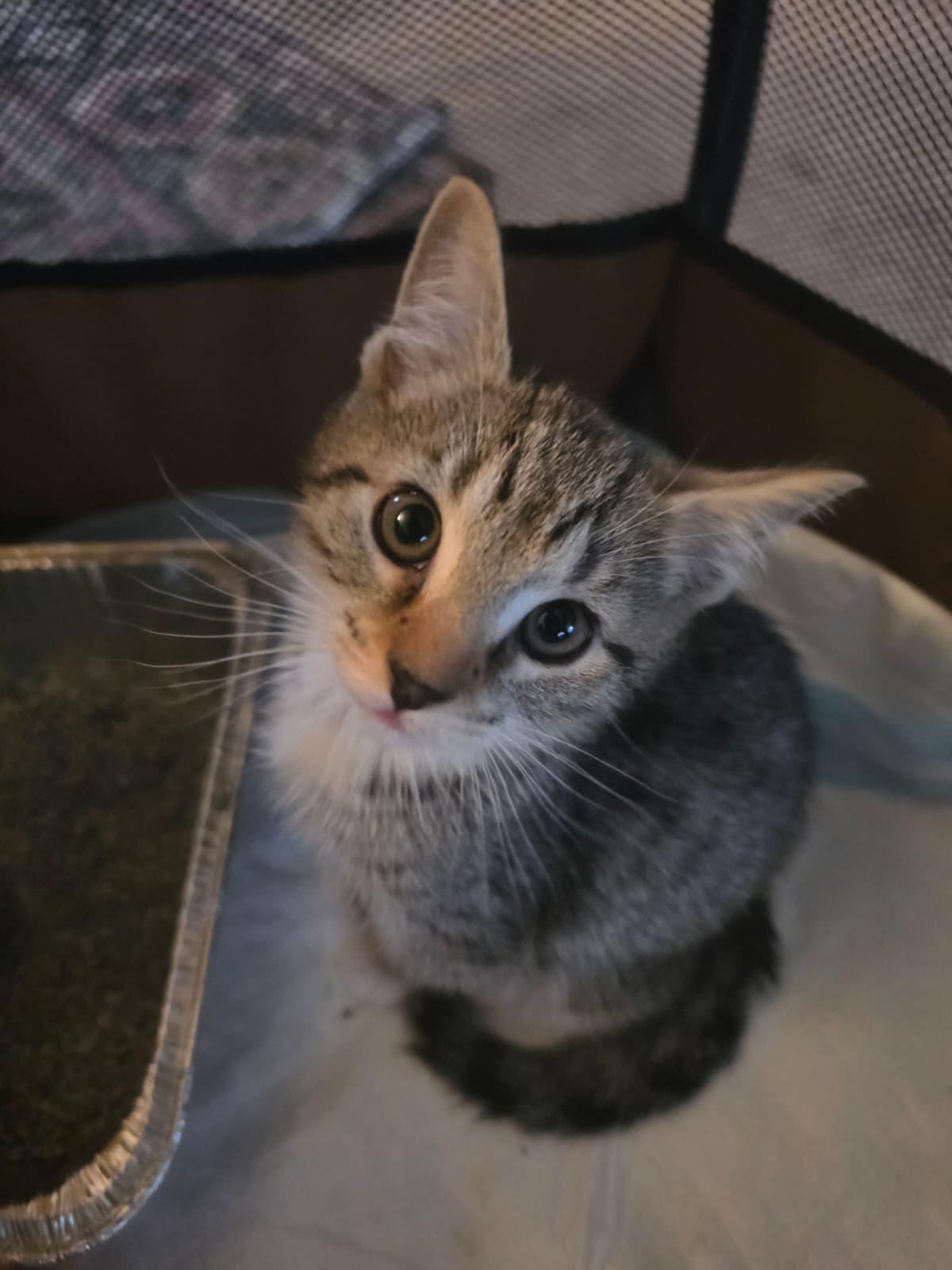 Mac, ADOPTABLE, Kitten Male Domestic Short Hair.