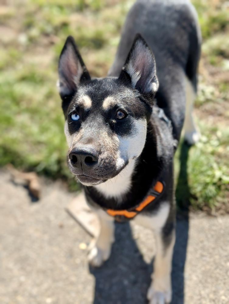 Jesse, Adoptable, Young Male Husky.